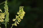 Indian sweetclover